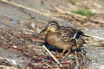 A brown duck stands along the shore