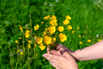 Yellow flowers in hand close-up with blurred background