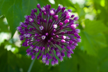 Wild leek flower. Allium ampeloprasum.