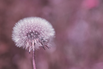 Fluffy dandelion in lilac and pink tones. Close up. Copyspase for text