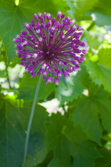 Wild leek flower. Allium ampeloprasum.