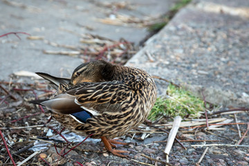 A brown duck stands along the shore