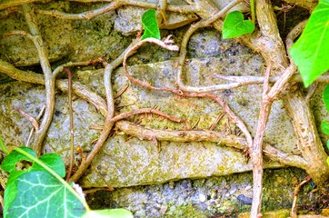 roots and trunks of green plants woven into a stone wall