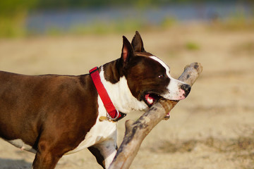 American staffordshire terrier holding big wooden stick in her mouth. Dog is happy because of big toy playing on the beach