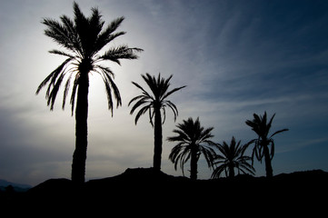 palm trees at sunset