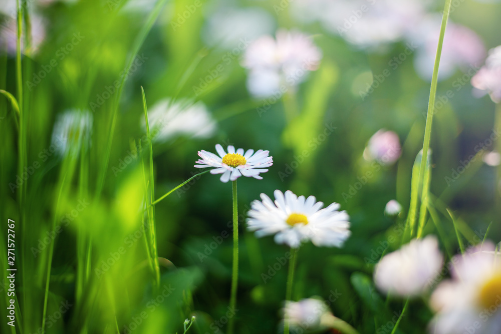 Wall mural white daisies and green grass, summer spring natural background, retro toning