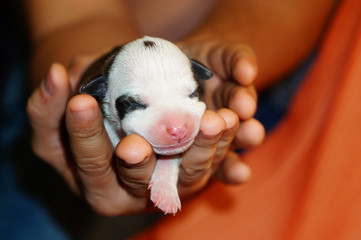 Man holding a newborn puppy with closed eyes in his hands. American staffordshire terrier colored like panda with dark spots around eyes © Marina