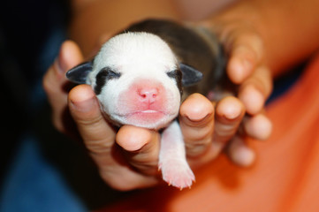 Man holding a newborn cute puppy with closed eyes in his hands. American staffordshire terrier colored like panda with dark spots around eyes. Human care of their pets