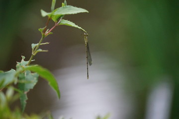 ウスバカゲロウ