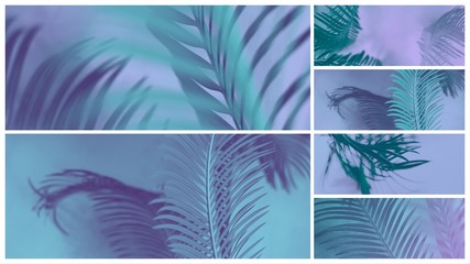 trendy design, nature and background concept blue duotone palm tree leaves