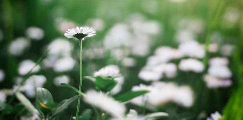 White daisies and green grass, summer spring natural background, retro toning
