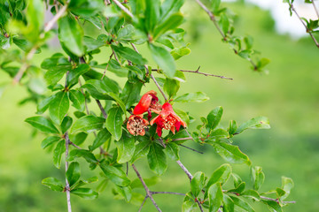 pomegranate flowers and green leaves in nature background