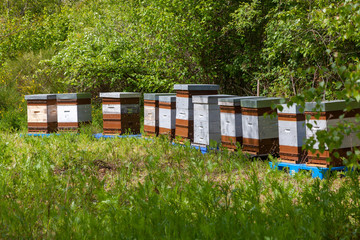 Apiculture - rucher