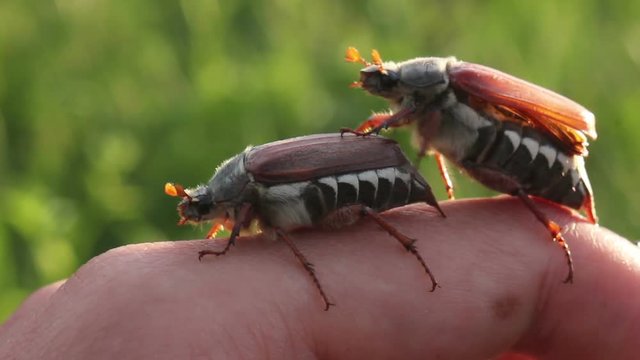 funny maybugs chafer creeping by the hand