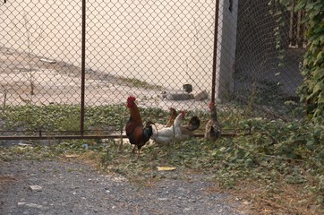 Rooster walking on the lawn surrounded by his hens. Chickens looking for food.