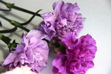 five carnation flowers. bouquet of carnations. purple, lilac and pink flowers carnations in a bouquet, close-up, selective focus