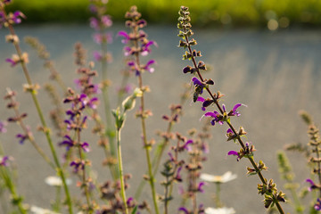 Wilder Salbei - Bienenfreude