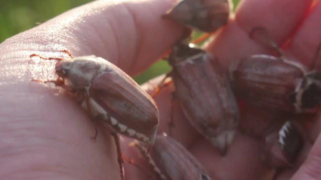 funny maybugs chafer creeping by the hand