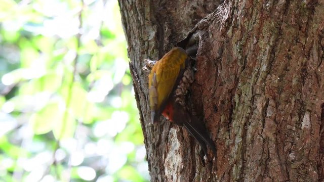 Common Flameback Woodpecker is feeding the baby in the nest on the tree.