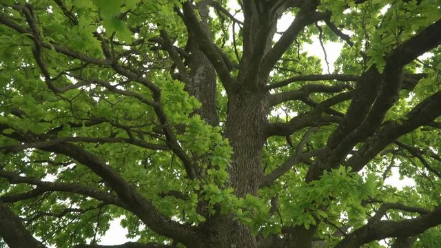 Lush oak crown inside.A lone oak in a field. Branches and oak leaves close-up.Green oak leaves on the branches.
