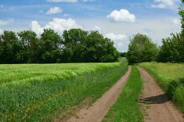 Beautiful spring landscape - Ground road in the wheaten field and cloudy sky