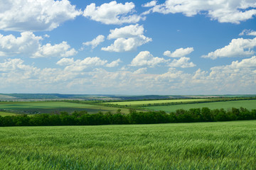 Green wheaten sprouts in the field and cloudy sky. Bright spring landscape.