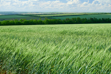 Green wheaten sprouts in the field and cloudy sky. Bright spring landscape.