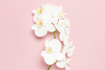 Beautiful White Phalaenopsis orchid flowers on pastel pink background top view flat lay. Tropical flower, branch of orchid close up. Pink orchid background. Holiday, Women's Day, Flower Card, beauty