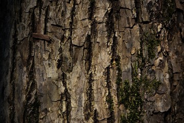 The bark of a tree covered with moss