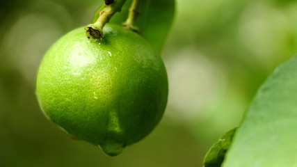 Natural blurred background of leaves with one organic lime citrus fruit hanging on the tree at household backyard garden. Harvest season concept of fresh green lemon in morning sunlight,