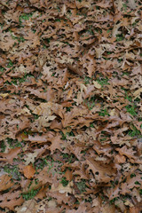 Oaktree. Leaves
