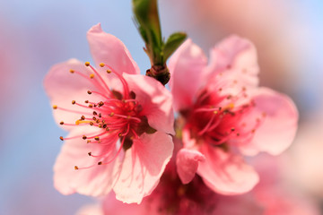 Peach Blossoms at a Peach Tree