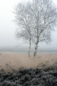 Winter in heather and peatfields Havelte Netherlands. Fog.