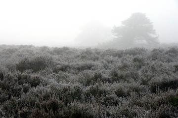 Obraz na płótnie Canvas Heather and peat fields in fog. Misty. Drente Netherlands