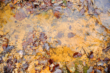 Hojas de roble en un charco de agua de lluvia. Fondo otoñal concepto otoñal