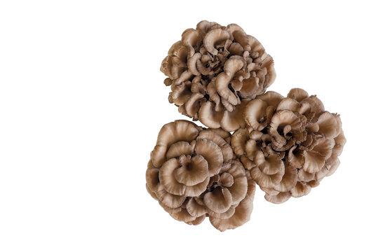 Maitake mushroom or hen of the woods isolated on white background