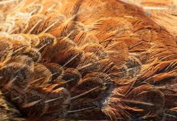 The structure of chicken feathers is brown