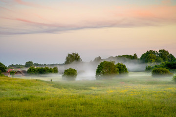 Foggy summer morning on  meadow