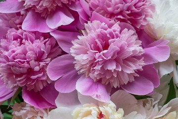 Closeup of fresh peony flowers. peony background. pink and white peonies.