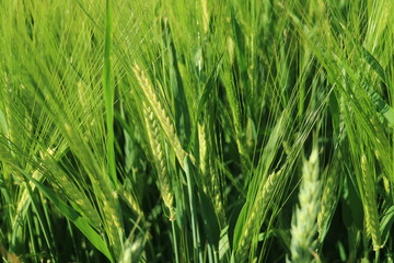 Grain in the Sun, Baden-Württemberg, Germany