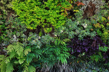 Photograph of wall surface greening structure colored with various plants for background material