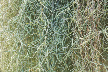 close up indoor small climber plants