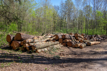 Cutting of the trees, bark beetle calamity, conifer tree logs on pile in woodland