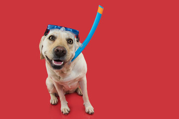 FUNNY SUMMER DOG.  LABRADOR RETRIEVER WEARING GOGGLES SNORKEL AGAINT CORAL TREND BACKGROUND.