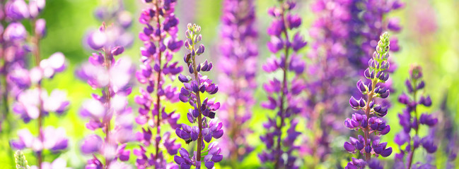 Sundial lupine, beautiful in spring bloom garden. Flowering Lupinus perennis, panoramic view, sunlight, macro