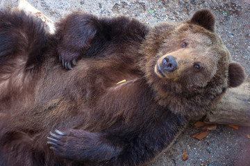 Fototapeta premium Top view to the big brown bear who wallowing on the back.