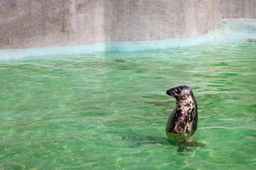 Baltic grey seal (Halichoerus grypus macrorhynchus) in the green water in a pool.