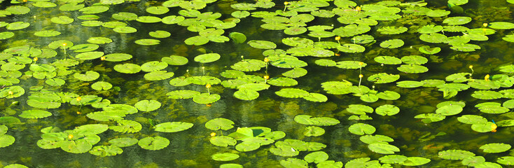 Yellow water-lily leaves and flowers in a pond, panoramic view. Nuphar lutea or brandy-bottle, nymphaeaceae