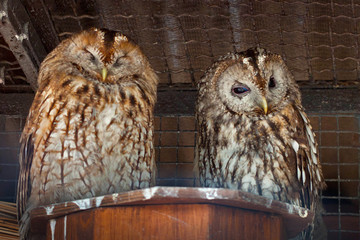 Pair of owls in the aviary.