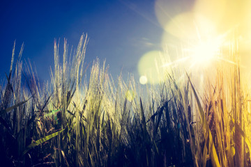 Grain in the Sun, Baden-W&uuml;rttemberg, Germany